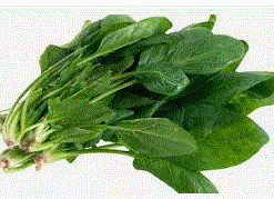 ESPINACA PAQUETE
